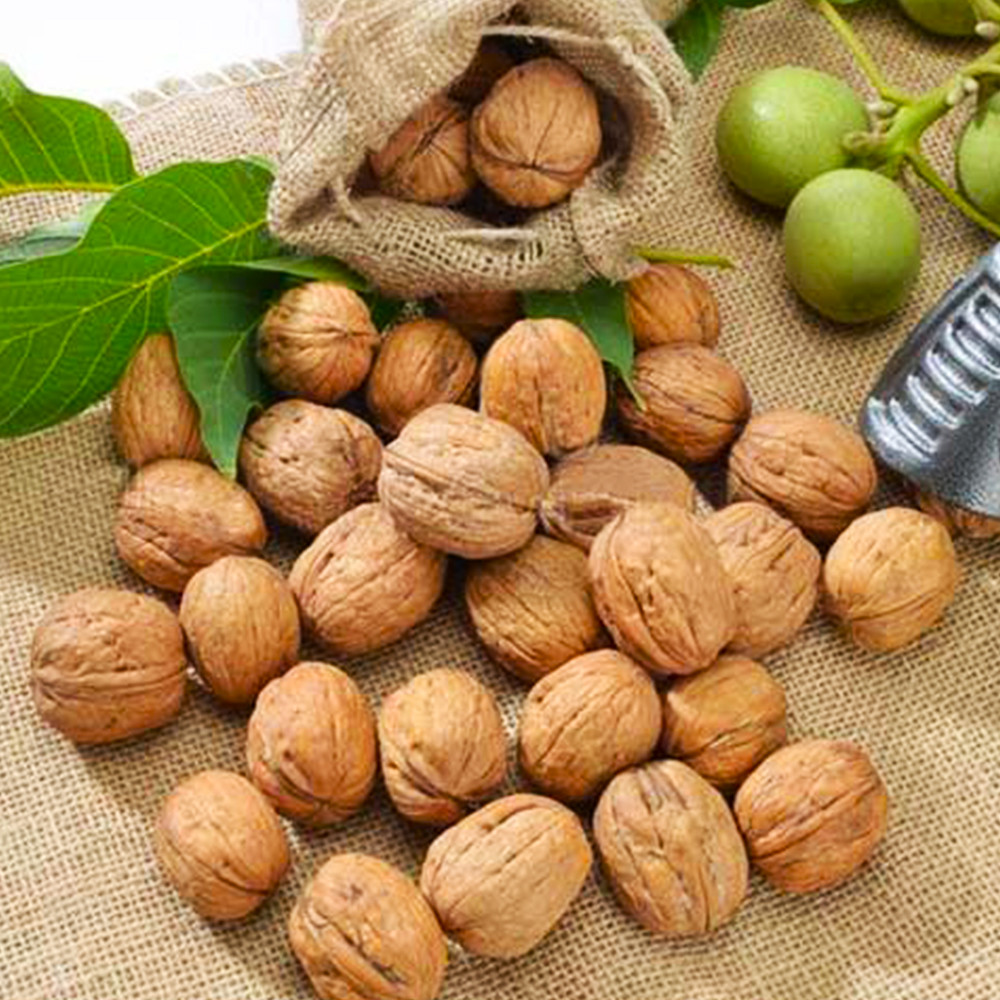 Саженцы грецкого ореха Дуэт (привитый) - 2-летний Черновцы - изображение 1