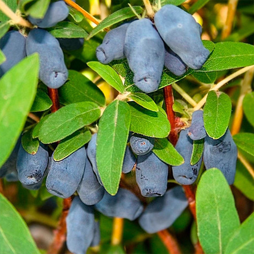Саджанці жимолості Фіалка (черенкований) - 3-річний Чернівці - фото 1