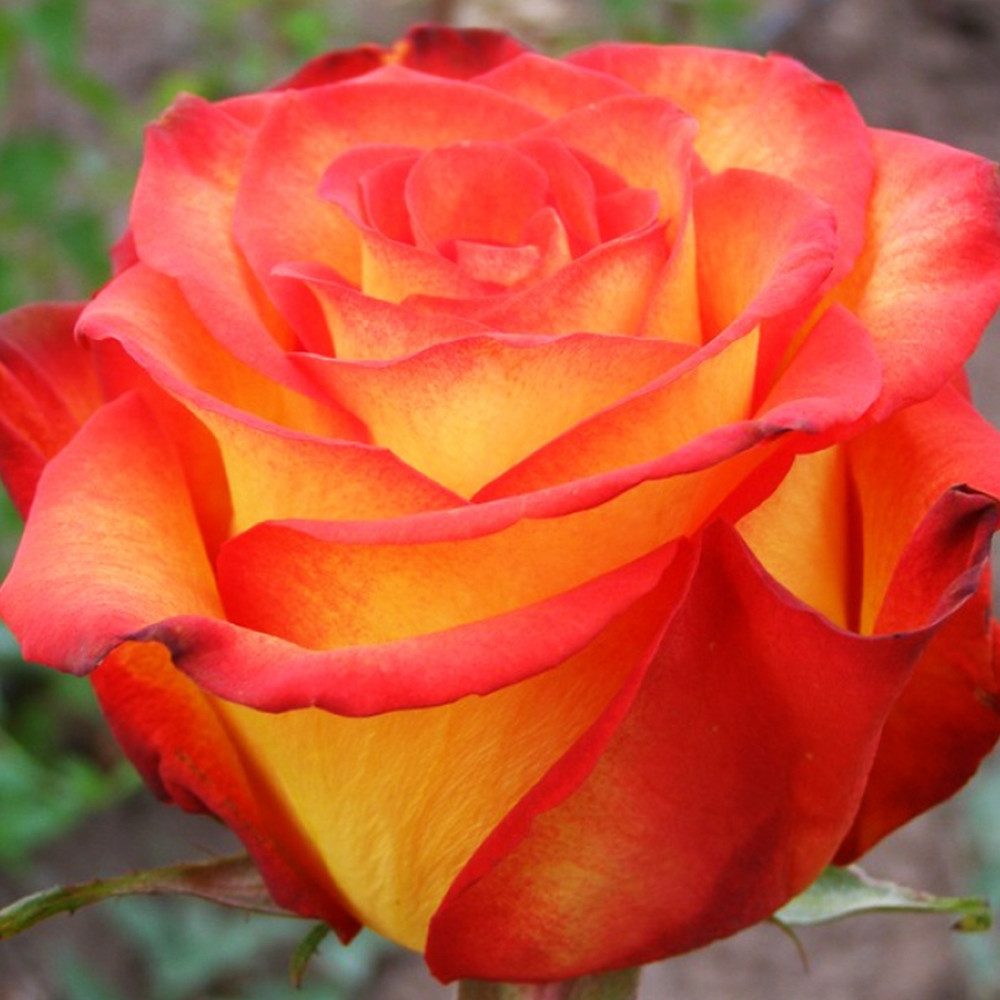 Саджанці чайно-гібридних троянд Хай Меджік (привитий) Чернівці - фото 3