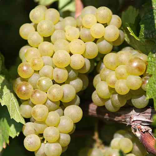 Саженцы винограда Шардоне (черенкованный) - 2-летний Черновцы