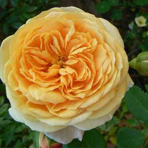 Саджанці троянд Тізінг Джорджія (привитий) - 2-річний Чернівці