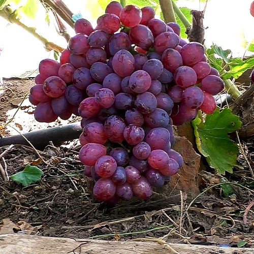 Cаджанці винограду Мармеладний (черенкований) - 1-річний Чернівці - фото 1