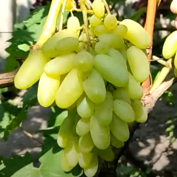 Саженцы винограда Алинка (черенкованный) - 2-летний Черновцы - изображение 1