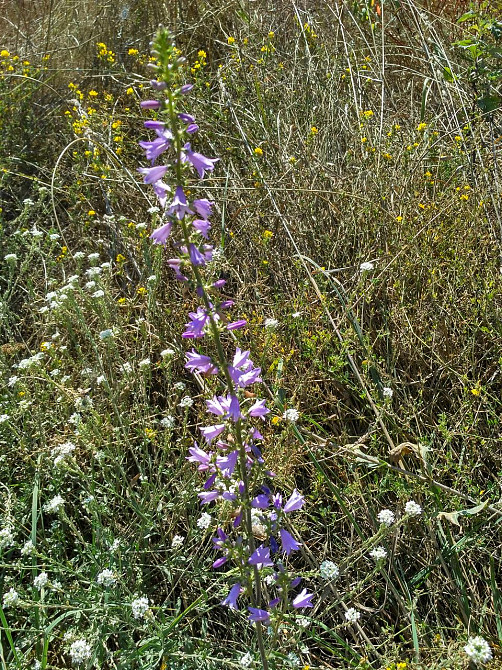 Наперстянка 100г master sem Киев - изображение 1