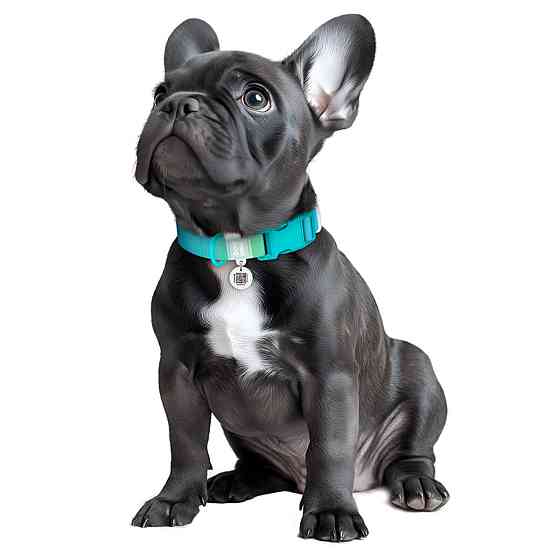 Нашийник для собак з нейлону WAUDOG Nylon Recycled з QR паспортом, градієнт, пластиковий фастекс, M, Ш 20 мм, Дов 28-40 см, блакитний Київ