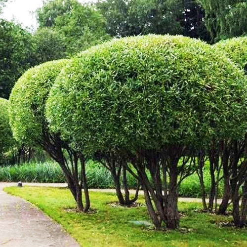 Саджанці декоративної верби Нана (черенкований) - 2-річний Чернівці - фото 1