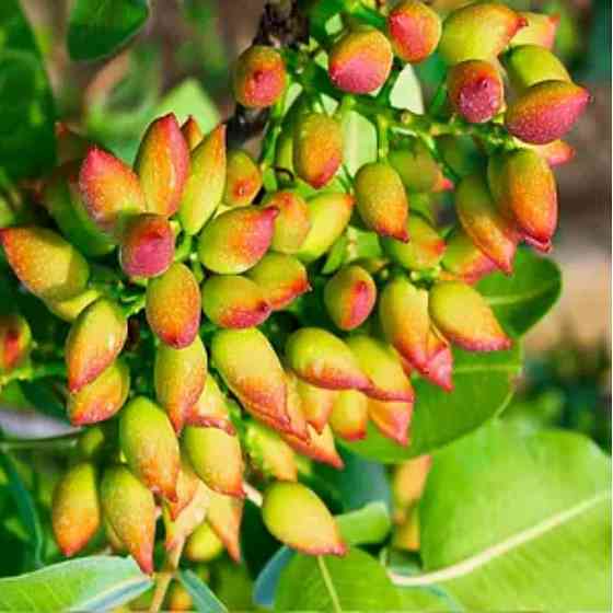 Саженцы фисташки Амелия - 1-летний Черновцы