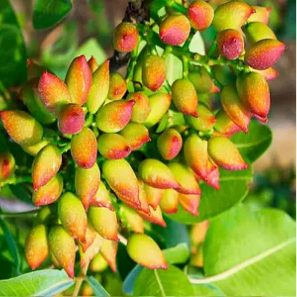 Саджанці фісташки Амелія - 1-річний Чернівці - фото 3