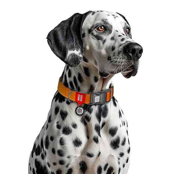 Coastal Fashion Waterproof Dog Collar КОСТАЛ біотановий нашийник для собак Київ