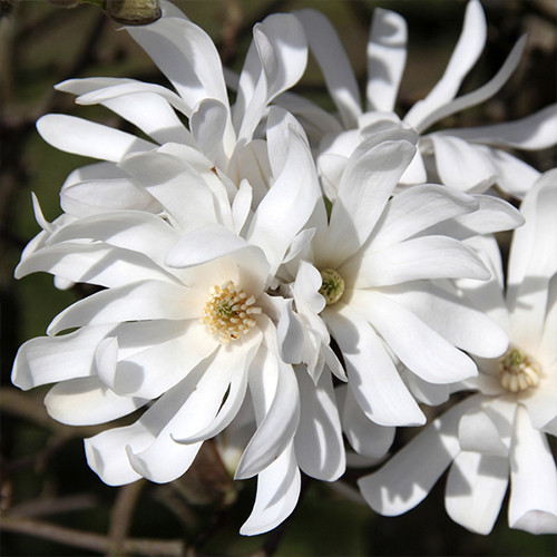 Саженцы магнолии Стелата (привитый) - 3-летний Черновцы - изображение 1