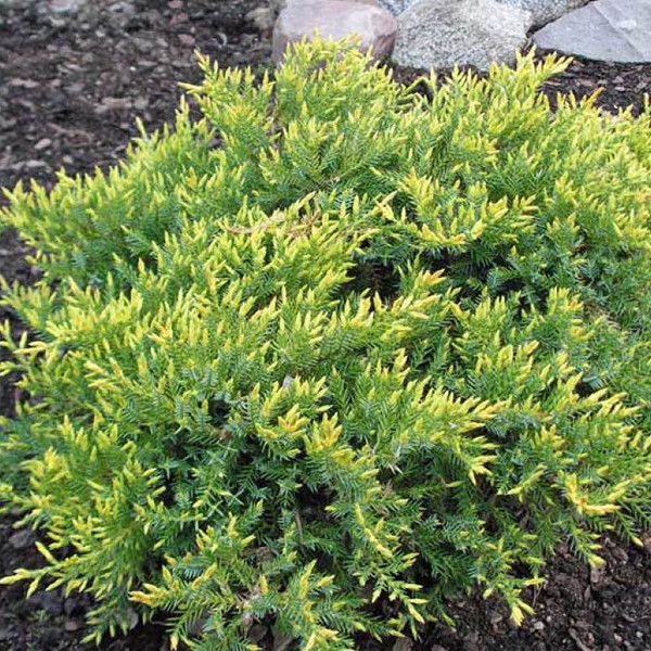 Саженцы можжевельника Холгер Черновцы - изображение 2