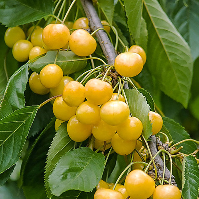 Саджанці черешні Мліївська (привитий) - 1-річний Чернівці - фото 1
