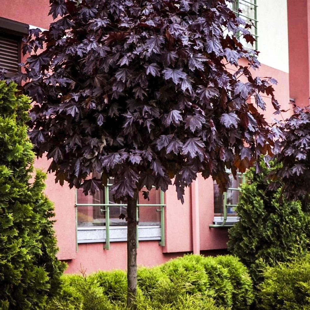 Саджанці клена на штамбі Роял Ред (червонолистий) (привитий) Чернівці - фото 2