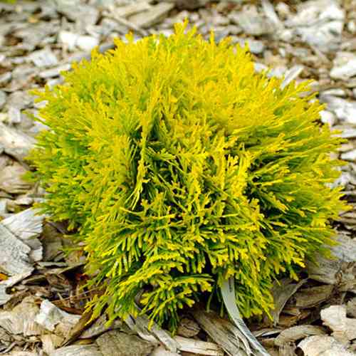 Саджанці туї Бурштинове Сяйво Чернівці