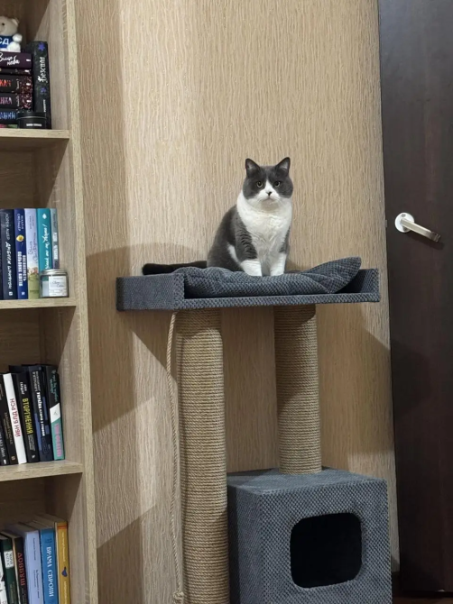 Когтеточка дряпка с домиком и лежанкой 85×55×35 см, комплекс для кота Киев - изображение 4