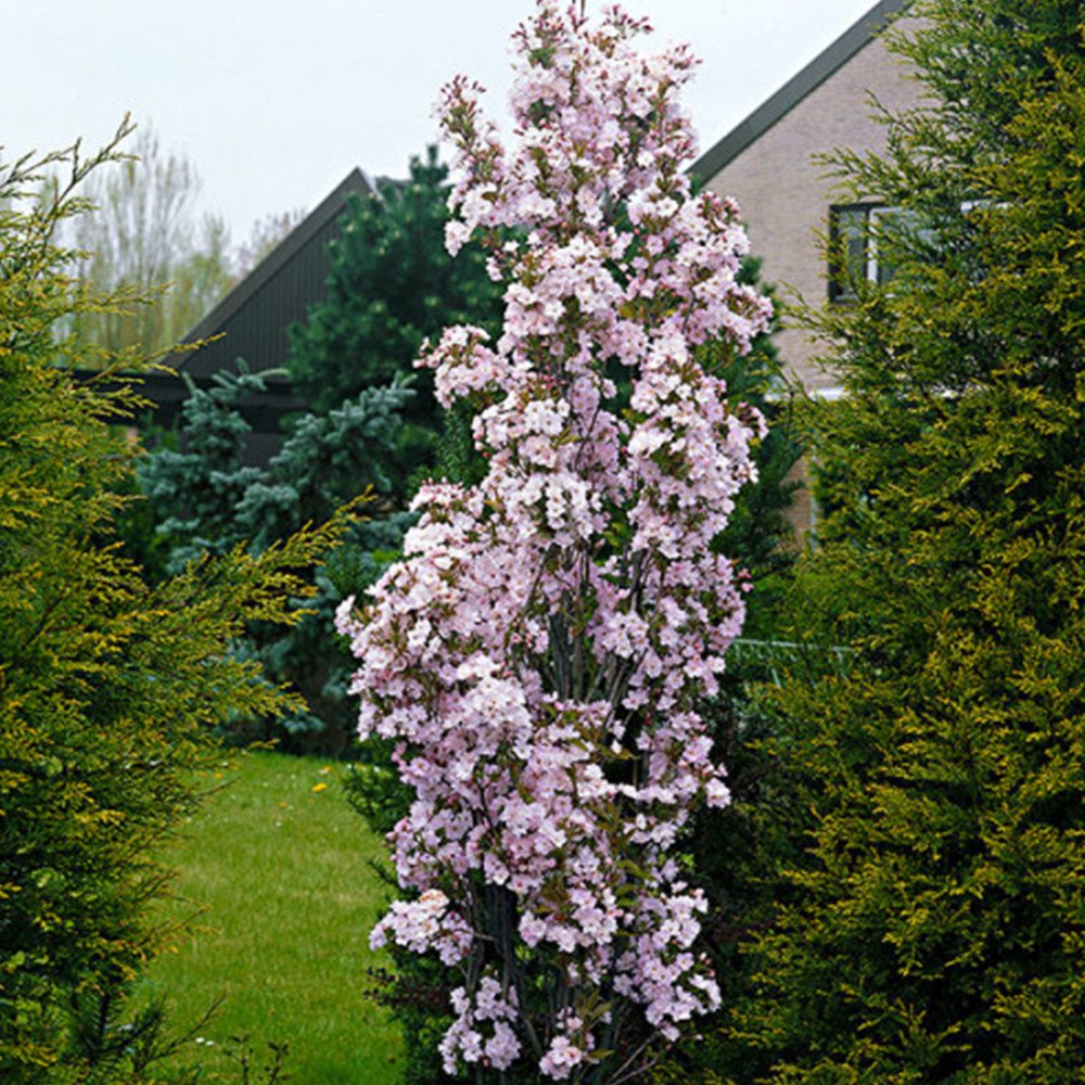 Саженцы сакуры Аманогава (привитый) - 2-летний Черновцы - изображение 3