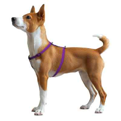 Шлей для собак WAUDOG Magnet анатомическая Н-образная с QR-паспортом, магнитная пряжка-фастекс S фиолетовая (26229) Винница