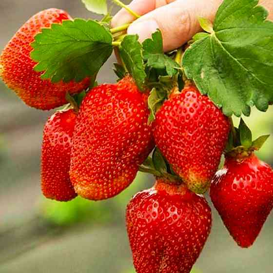 Саджанці полуниці Азія (10 штук) - 1-річний Чернівці