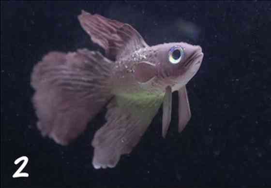 Рибка Півник, коричневого кольору, силіконова та люмінісцентна (в темноті світяться), декор в акваріум), розмір 7*4 см Київ