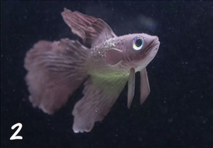 Искусственная рыба петушок, коричневая, силиконовая и люминисцентная(светящая)декор в аквариум - размер 7*4 см Киев - изображение 1