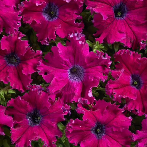 Петунія грандіфлора Афродіта F1 бахромчаста пурпурова 20шт Професійне насіння Житомир - изображение 3