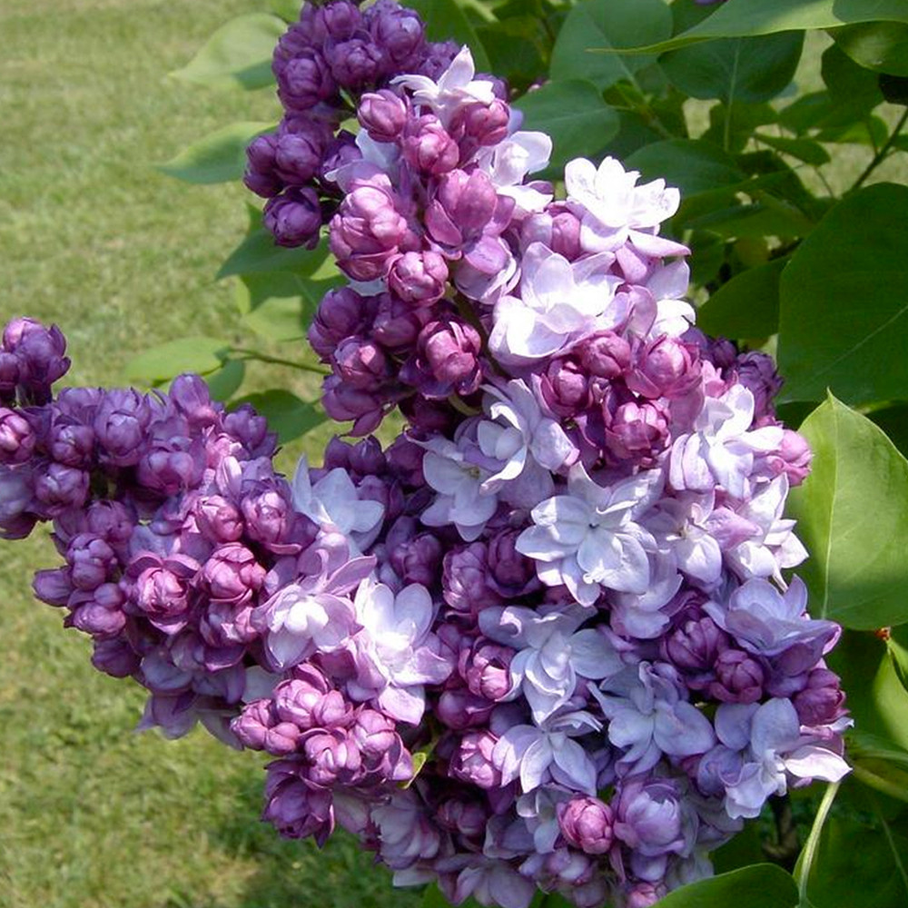 Саженцы сирени Тарас Бульба (привитый) Черновцы - изображение 2