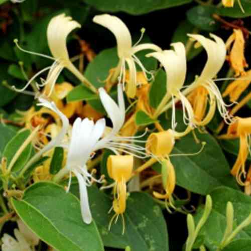 Саджанці жимолості Золотиста (черенкований) - 3-річний Чернівці