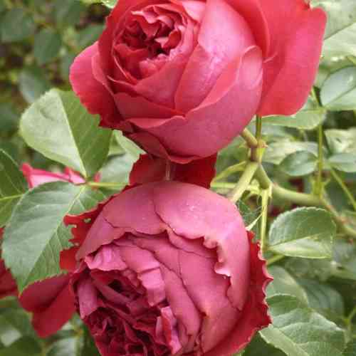 Саджанці троянд Ред Баблс (привитий) - 2-річний Чернівці