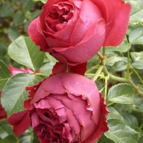 Саджанці троянд Ред Баблс (привитий) - 2-річний Чернівці - фото 1