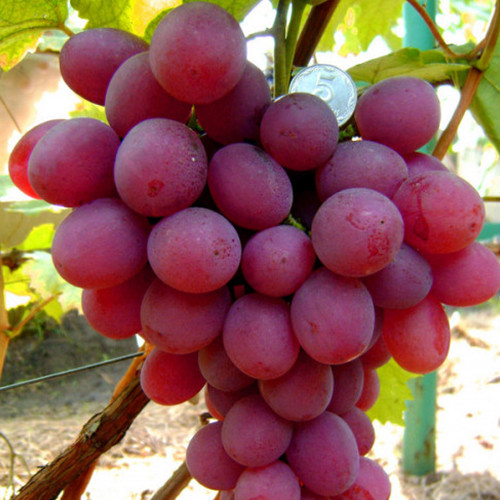 Саженцы винограда Анюта (черенкованный) - 1-летний Черновцы - изображение 1