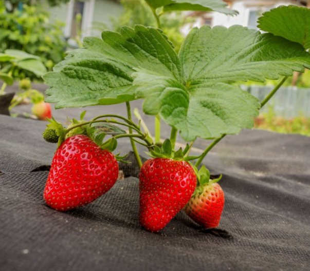 Агроволокно  50 г/м² 1,07 х 50м Shadow 4% чёрный спанбонд от сорняков Днепр - изображение 10