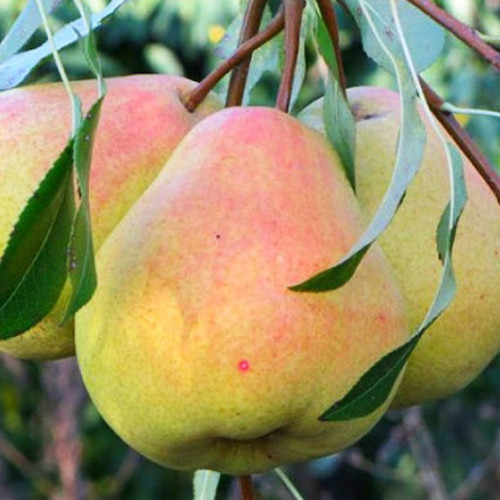 Саджанці груші Мліївська (привитий) - 2-річний Чернівці - фото 1