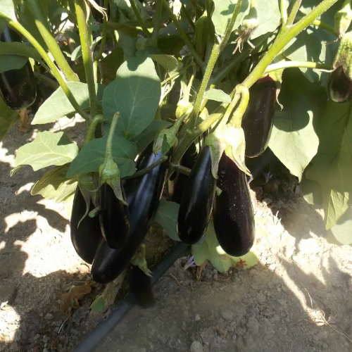 Баклажан Дестан F1 циліндричний 15шт Професійне насіння Житомир