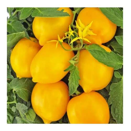 Томат Чудо світу жовтий 0,2гр Смачний Житомир