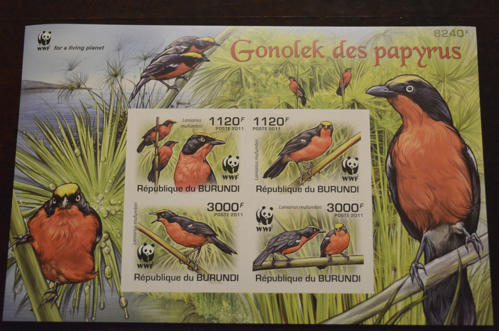 Бурунди. Фауна. 2011 год (А) Полтава - изображение 1