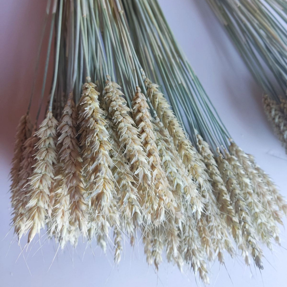 Колоски безостої пшениці 7-9 см Дніпро - фото 6