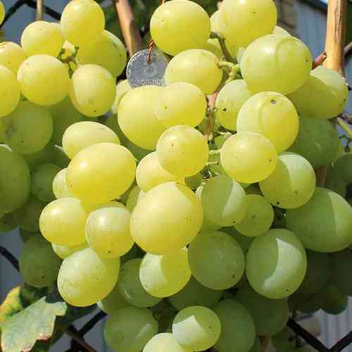 Cаджанці винограду Світлана (черенкований) - 2-річний Чернівці