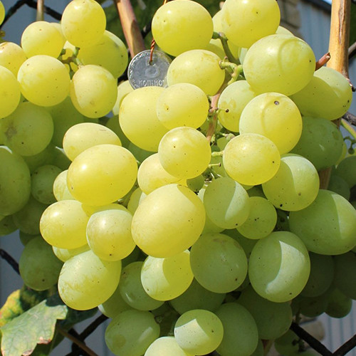 Саженцы винограда Светлана (черенкованный) - 2-летний Черновцы - изображение 1