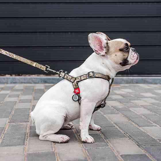 Шлей для собак WAUDOG Nylon с QR-паспортом, рисунок 