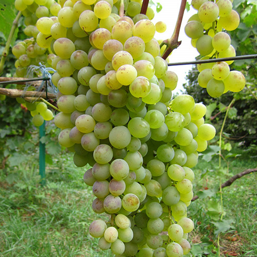 Саженцы винограда Сенека (черенкованный) - 1-летний Черновцы - изображение 1