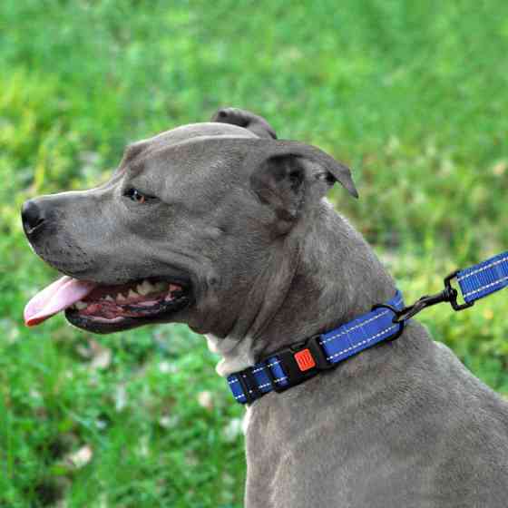 Нашийник для собак нейлоновий світловідбивний BronzeDog Active з пластиковою пряжею (фастекс) синій L Одеса