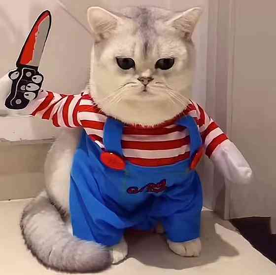 Костюм для котів і собак Чакі XS на Хелловін різнокольоровий Київ