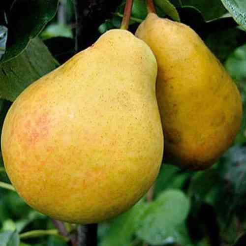 Саженцы груши Золотистая (привитый) - 1-летний Черновцы