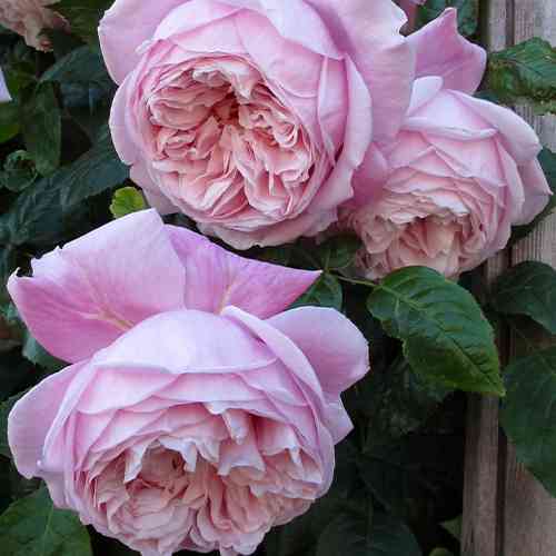 Саджанці троянд Спіріт Оф Фрідом (привитий) - 2-річний Чернівці