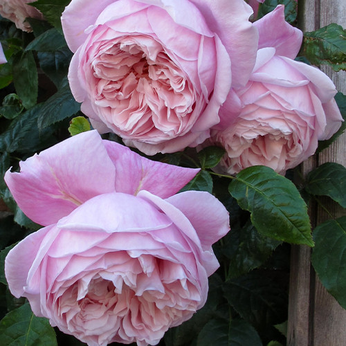 Саженцы роз Спирит Оф Фридом (привитый) - 2-летний Черновцы - изображение 1