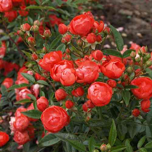 Саджанці троянд Морсдаг (привитий) - 2-річний Чернівці