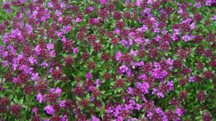 Тимян повзучий (чебрец/чабер) 100г master sem Киев - изображение 1