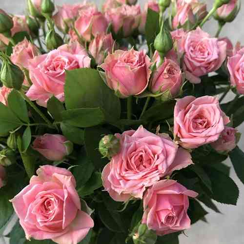 Саджанці троянд Грація (привитий) - 2-річний Чернівці