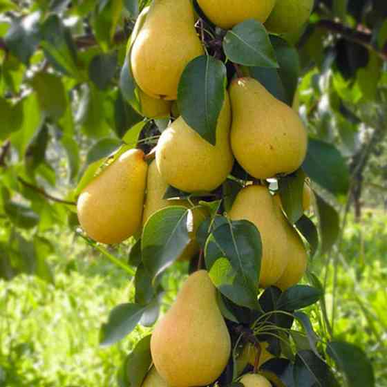 Саженцы груши Лимонка (привитый) - 2-летний Черновцы