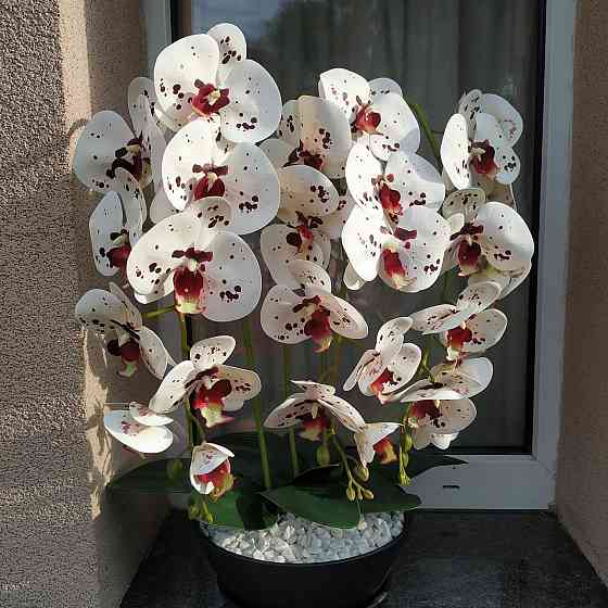 Штучна латексна орхідея VIP у керамічному кашпо графіт на три гілки білих з бордовою точкою Дніпро